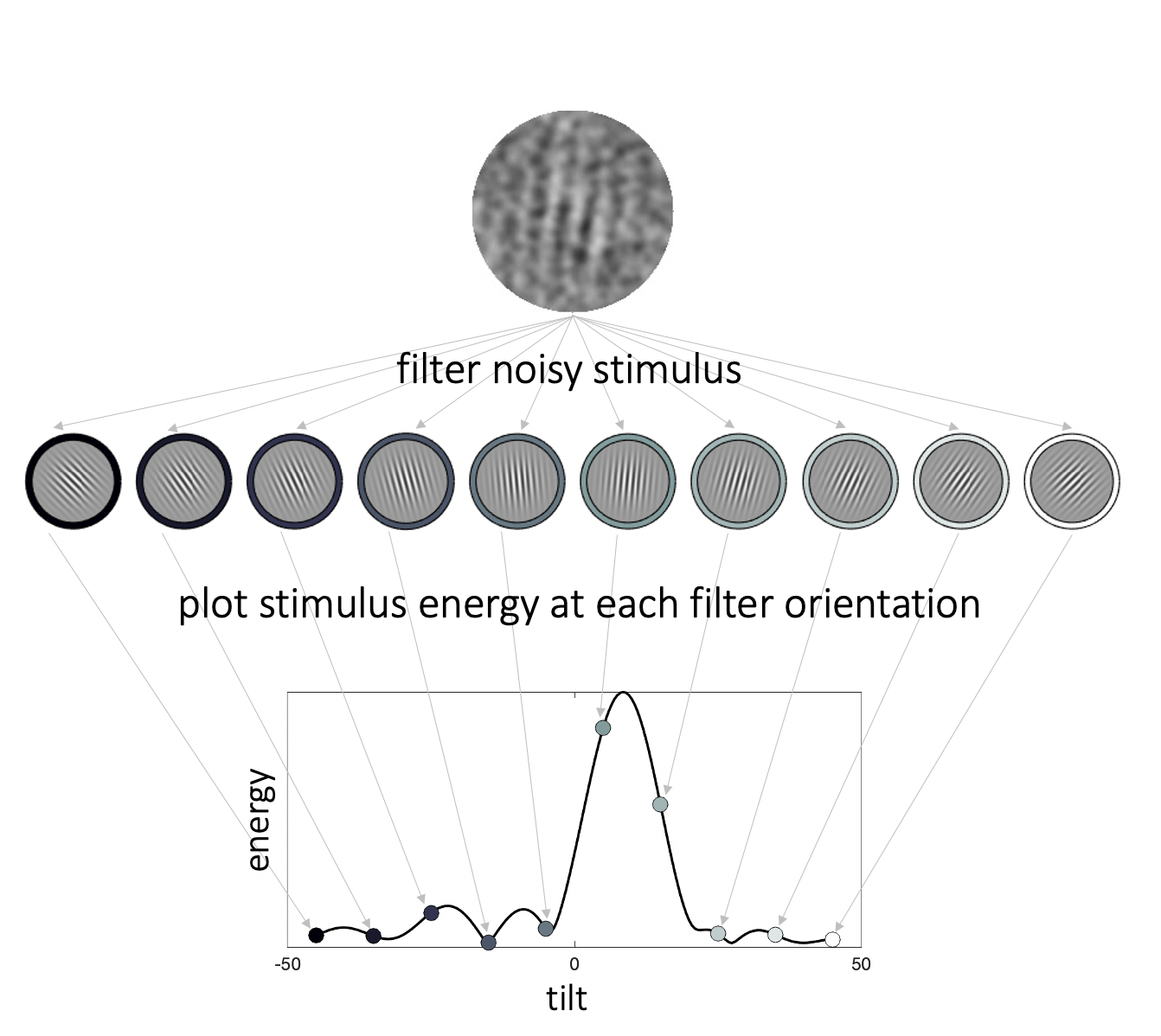 Stimulus energy profiles. We filtered each noisy stimulus through a pool of oriented Gabor patches to calculate energy across orientation space. The higher the stimulus energy at a given orientation, the more the noisy stimulus resembles a Gabor patch of that orientation. The collection of energies of a given stimulus across orientation space constitutes the energy profile of that stimulus.