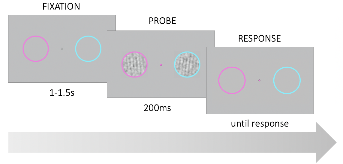Trial structure. Participants were asked to fixate on a point in the center of the screen. Two noisy gratings appeared briefly within the colored rings on the left and right of the fixation point. At stimulus onset, the fixation point changed color and served as a probe. Participants had to report the tilt (CW or CCW) of the probed grating relative to vertical.